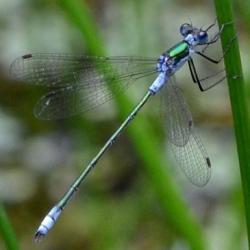 Lestes sponsa
